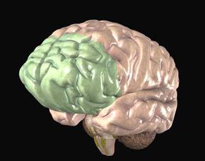 frontal cortex