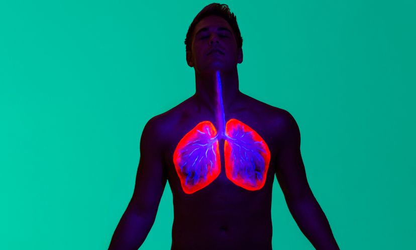Just Breathe: A Respiratory System Quiz