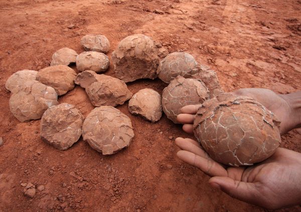 Fossilized dinosaur eggs