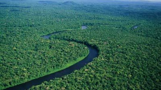 Can we replant the planet's rainforests?