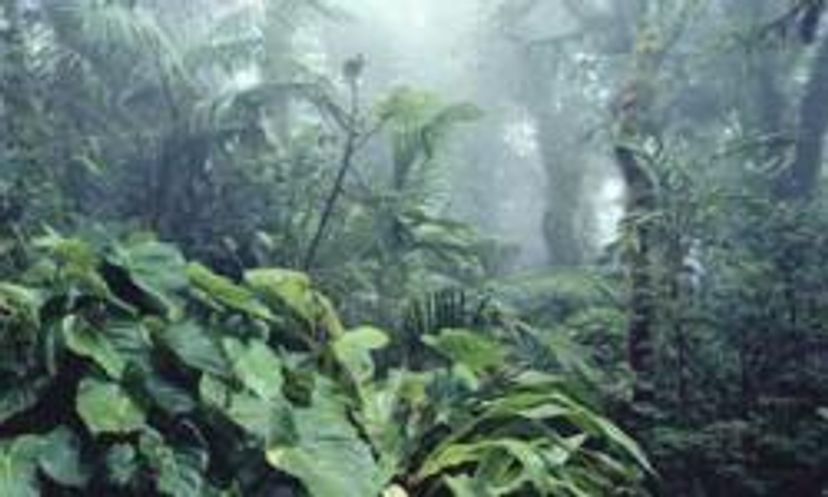 The Ultimate Save the Rainforest Quiz