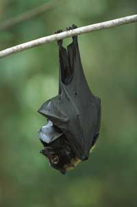 像眼镜飞狐(Pteropus spectacillatus)这样的蝙蝠擅长传播种子，这可能有助于加速重新造林的努力。＂border=