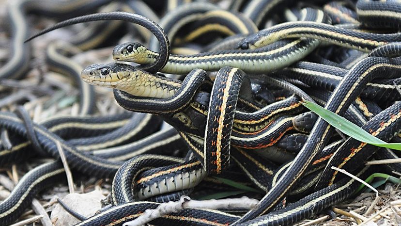 Hot weather is waking B.C. snakes from their slumber. Here's how to  identify them