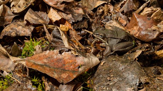 Weird Ways Reptiles and Amphibians Survive the Winter