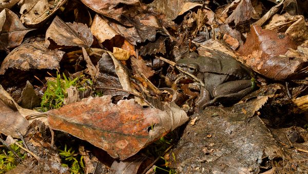 wood frog