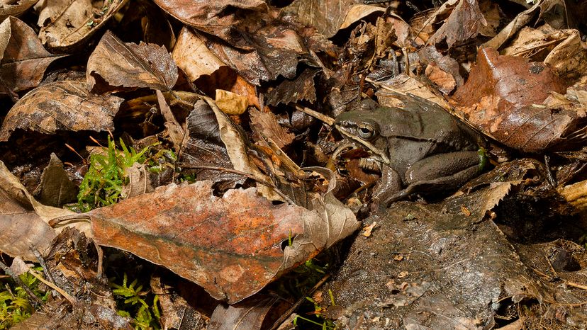 wood frog