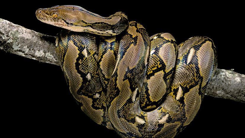 Reticulated python