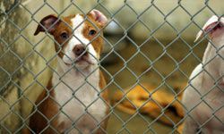 dog at shelter