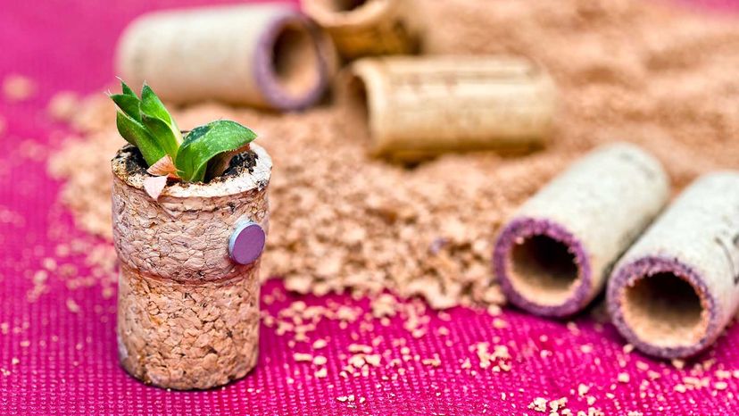 succulent in wine cork