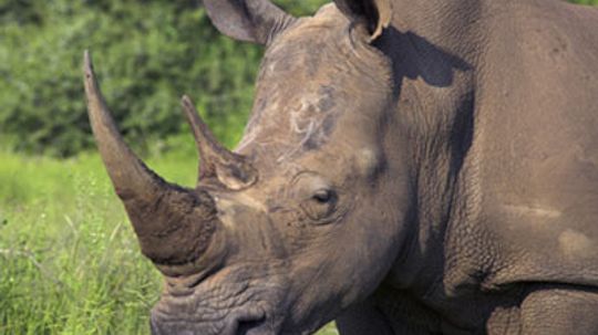 Why do rhinos charge anything unfamiliar?