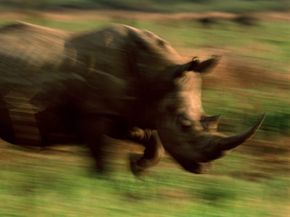 rhino charging