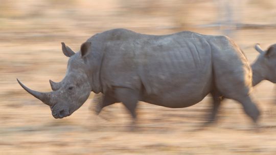 Do Rhinos Really Stomp Out Fires?