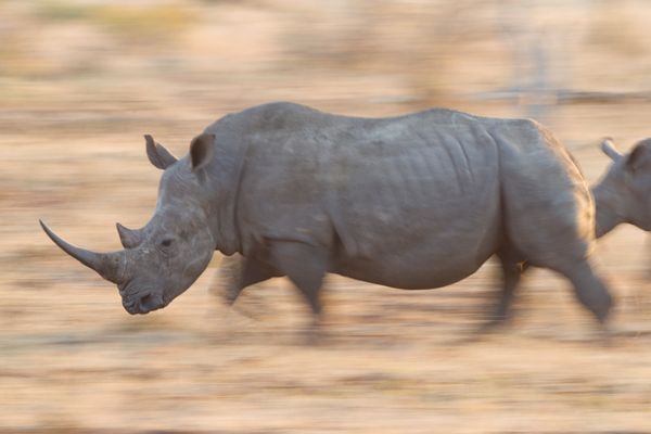 White Rhino running