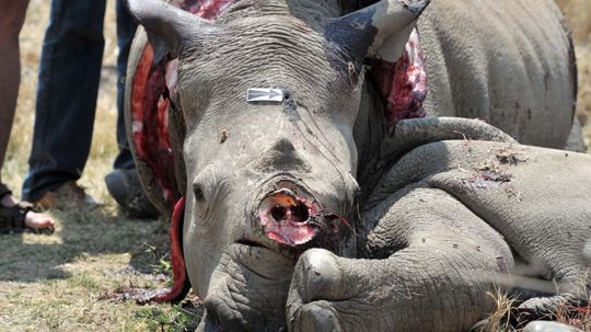 DNA Database Helps Nab Rhinoceros Poachers