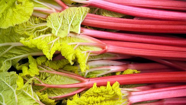 rhubarb