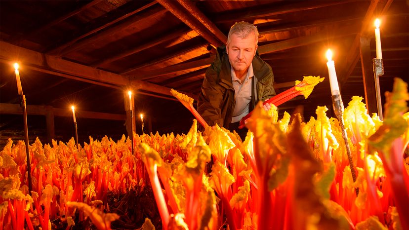 Rhubarb: The Poisonous Veggie You Can Totally Eat