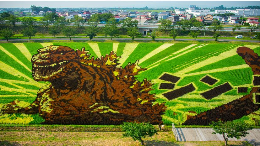 rice paddy art