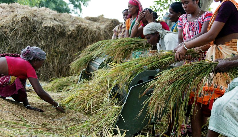 farmers harvesting rice in rice paddy