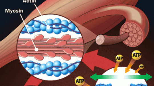 How Muscles Work