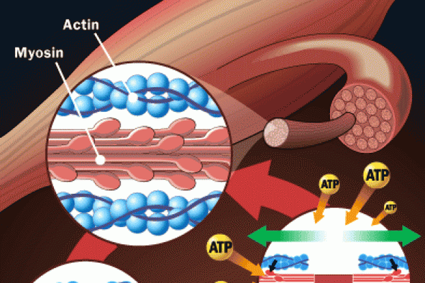 muscle diagram