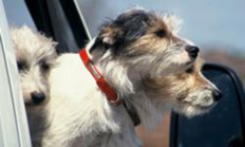 Risks When Driving with a Pet Quiz
