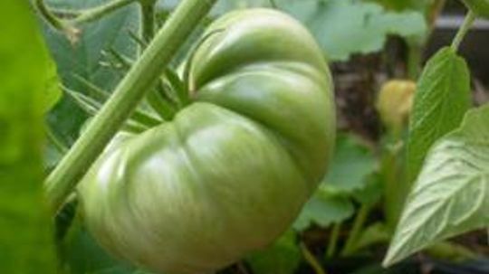 How to Ripen Green Tomatoes