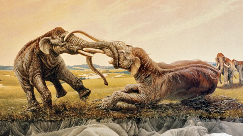 mammoth battle