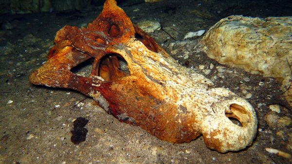 River-bottom Bones: The Strange World of Underwater Fossil Hunting