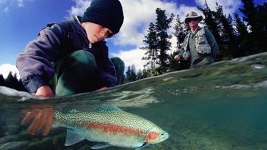 How River Trout Fishing Works