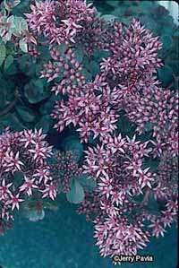 Ground-cover sedum works well in a trough or slope.