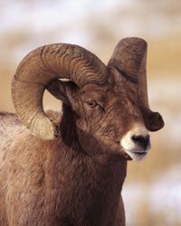 Bighorn sheep are attracted to the natural salt lick at Horseshoe Park in the Rockies.