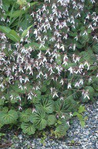 Rockfoil A Profile of a Rock Garden Flower HowStuffWorks