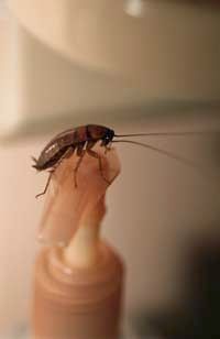 Oh the irony. Soap is no roach repellent. See more insect pictures.