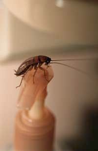 A cockroach on the top of soap dispenser.