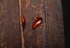 Two cockroaches crawl on a piece of wood