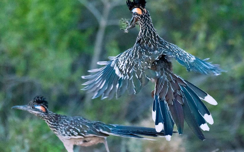 Roadrunner Bird Facts  Geococcyx californianus, Geococcyx velox