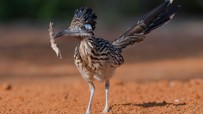 Wile E. Coyote Never Had a Chance Against Roadrunner