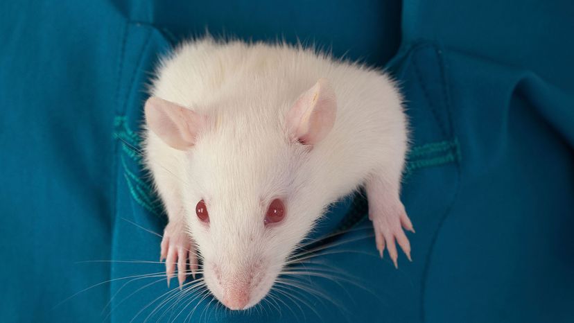 animal testing on rats and mice