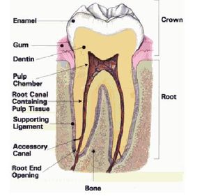 Types of Filling Materials for Your Child's Dental Cavity
