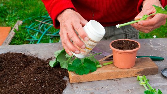 How to Use Rooting Hormone to Propagate New Plants From Cuttings