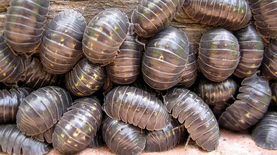 'Roly-poly' Bugs Are Great Garden Composters