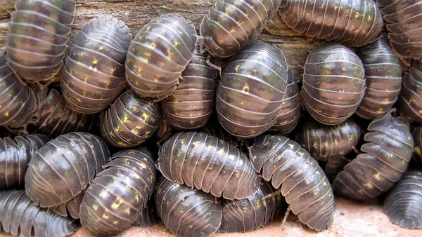 'Roly-poly' Bugs Are Great Garden Composters