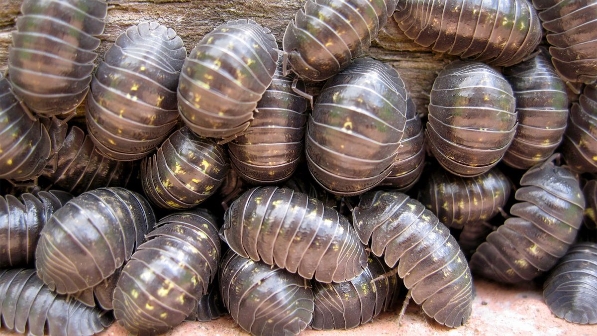 ‘Roly-poly’ Bugs Are Great Garden Composters