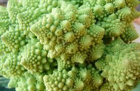 romanesco cauliflower photo