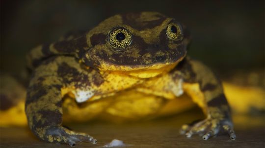 Romeo the Lonely Frog Finally Finds His Juliet