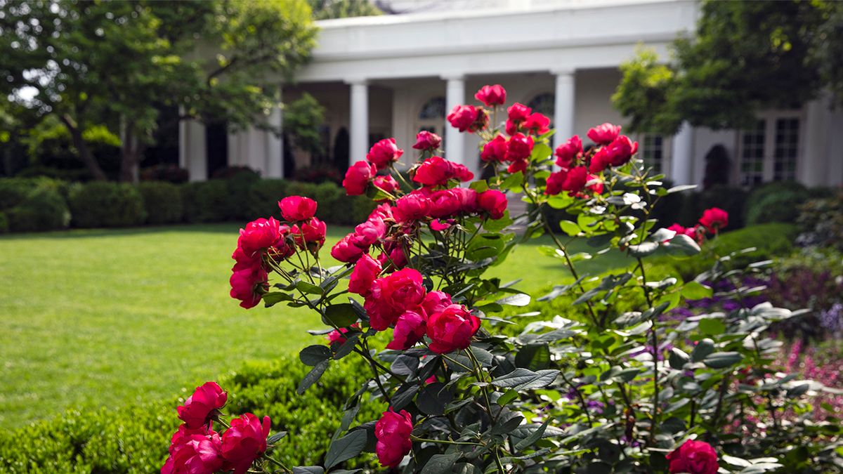 How the White House Rose Garden Became the Most Famous Garden in the