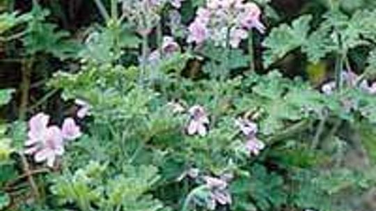 Rose Geranium