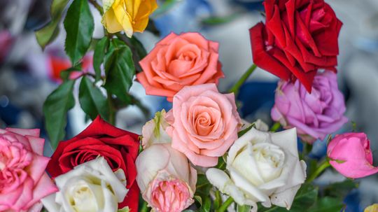 Rose Color Meanings: What Each Hue Symbolizes in Flower Language
