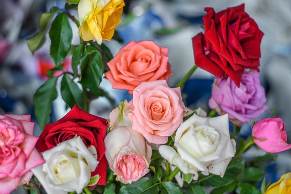 Unfolding the Symbolism: Discovering the Meanings Behind Rose Colors