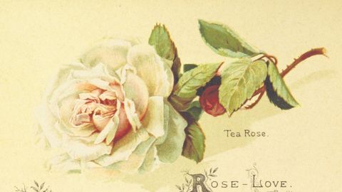 Red Roses or Yellow? Every Flower Has a Secret Meaning - Vimarsana News